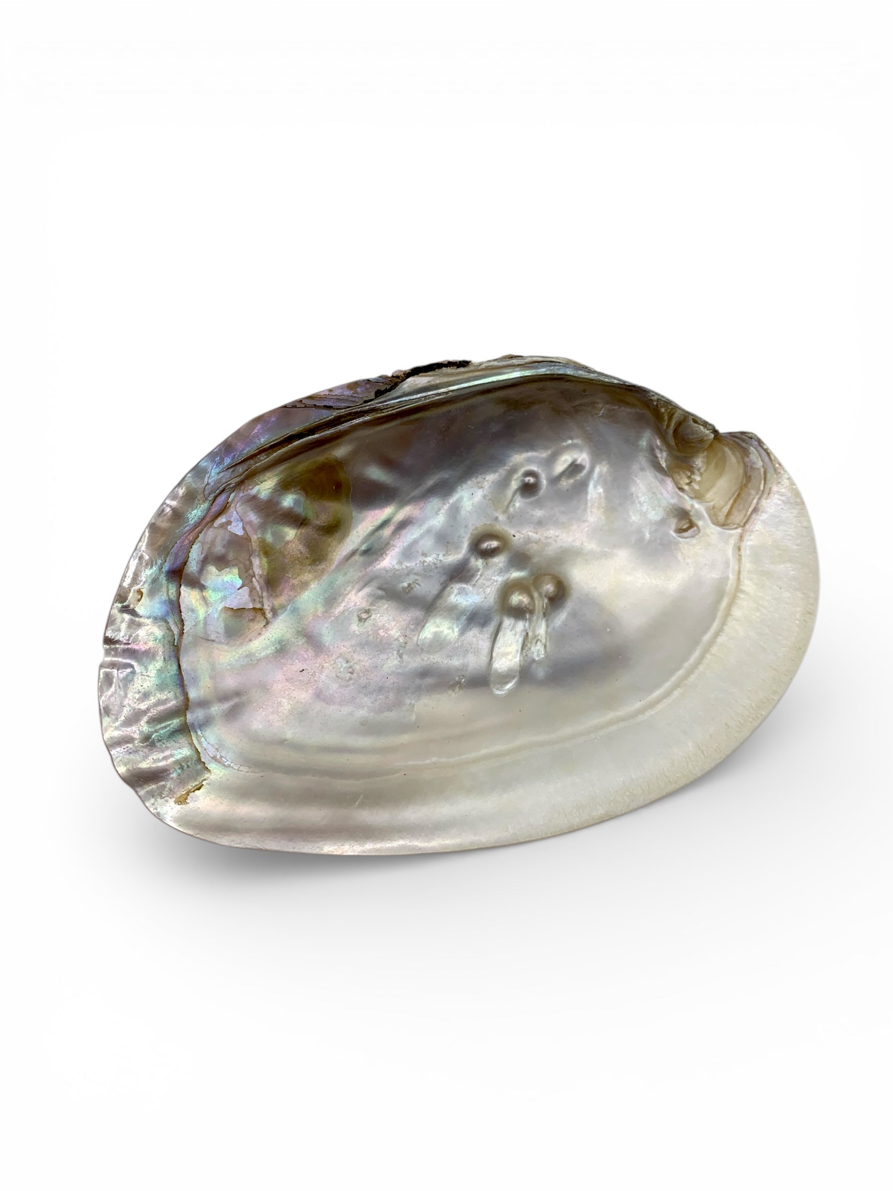 Shell - Pearl Shell $20
